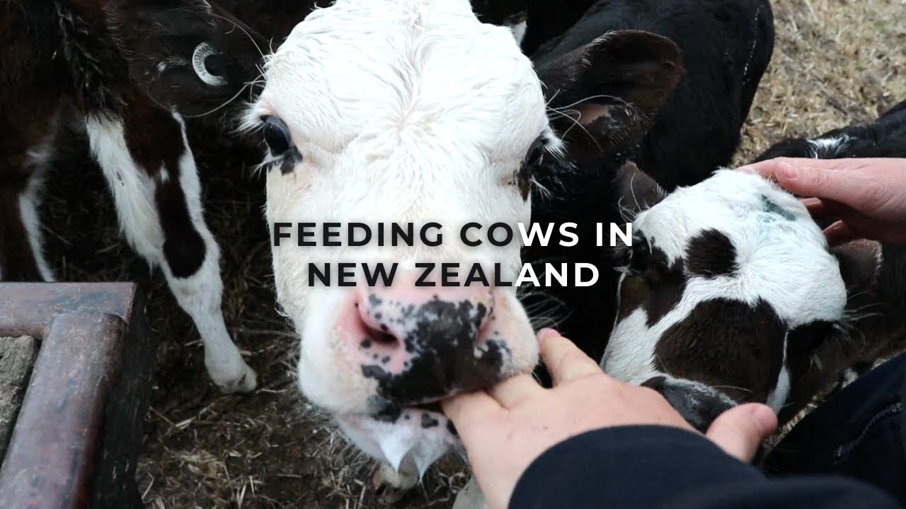 Feeding Cows in New Zealand